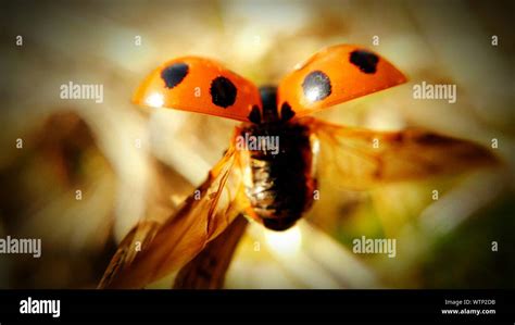 Image result for Ladybug Flying