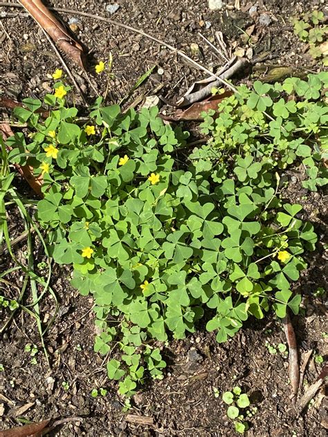 How To Get Rid Of Oxalis In 2024 (Kill & Control Oxalis In Lawn) - Lawn Phix