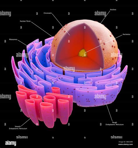 Rough Endoplasmic Reticulum In Animal Cell