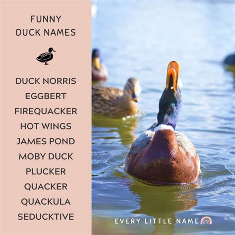 200+ Best Duck Names (Cute, Funny, and Quack-tastic) - Every Little Name