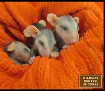 Image result for Newborn Wild Baby Bunnies