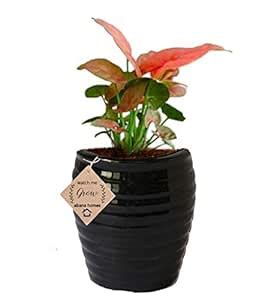 Abana Homes Air Purifying Syngonium Mini Indoor Plant in Beautiful ...
