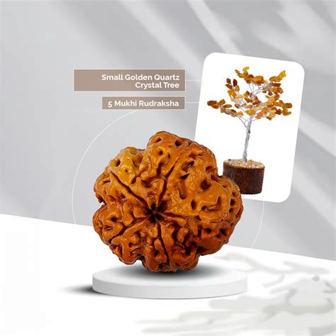 5 Mukhi Rudraksha + Small Golden Quartz Crystal Tree