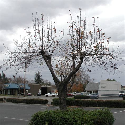 Image result for Pruning Crape Myrtle Tree