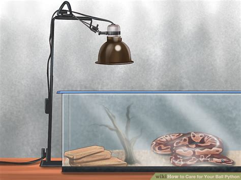 How to Take Care of Ball Python 的图像结果