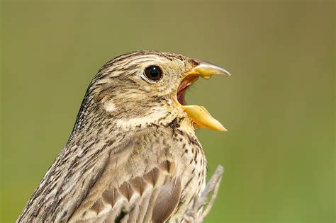 Photographing "Little Brown Jobs" - The Beauty of Less-Loved Birds