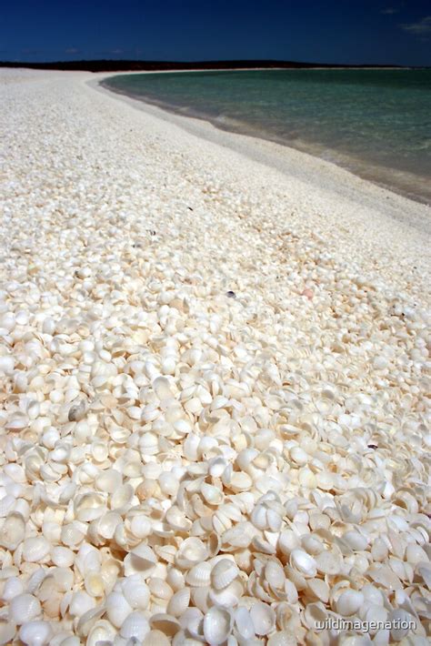 Image result for Shell Beach Wa