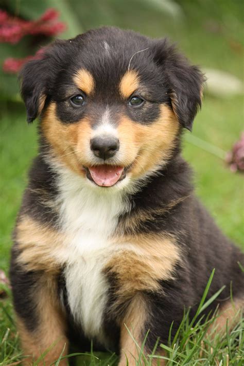 English Shepherd Puppies