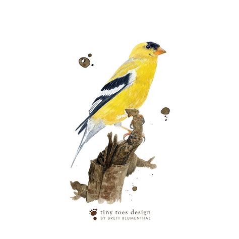 American Goldfinch Watercolor, Iowa State Bird, Eastern Goldfinch Print ...