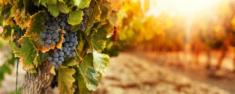 Let's Drink Some Vino! Here Are the Best Wineries in Austin, TX!