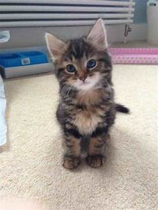 ragdoll mix bengal and ragdoll mix pets4homes ragdoll mix bengal and ragdoll mix pets4homes