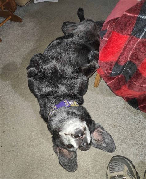 Obituaries - Oakey's Pet Funeral Home