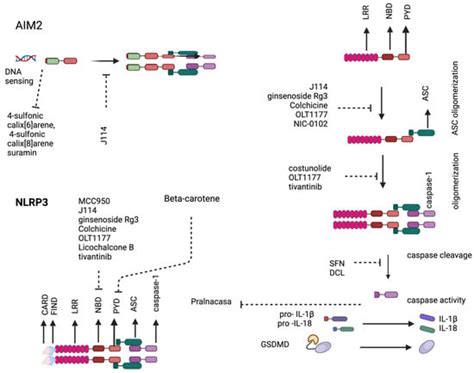 A Perfect Storm: The Convergence of Aging, Human Immunodeficiency Virus ...