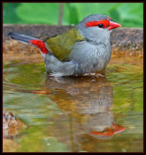Red-Browed Firetail @ SydneyNature.com | World birds, Beautiful birds ...