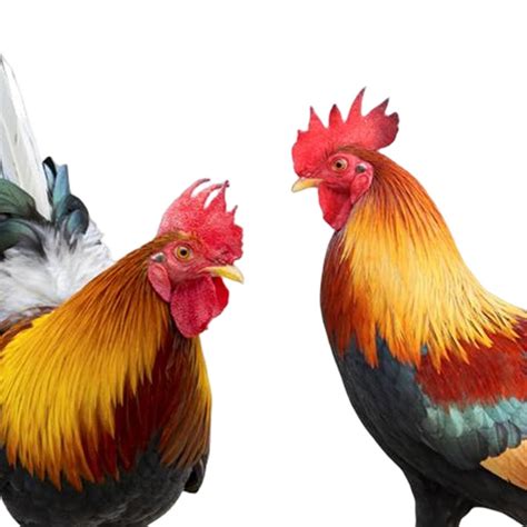 CALANDIS® Rooster Animal Statue Chicken Sculpture for Pathway Courtyard ...