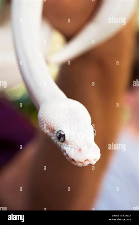 White Ball Python 的图像结果