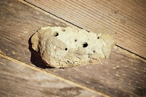 How to Safely Get Rid of Wasps Without Getting Stung - Garden Betty