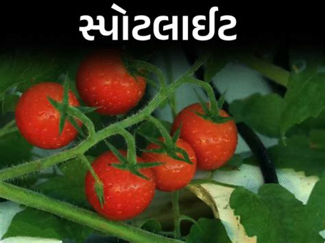Vegetable sellers had to hire security guards to save tomatoes, know ...