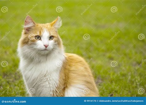 Orange white cat stock image. Image of animals, striped - 9914175