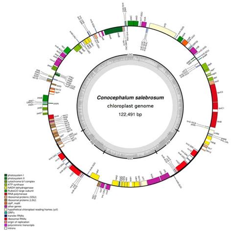 The Increase of Simple Sequence Repeats during Diversification of ...