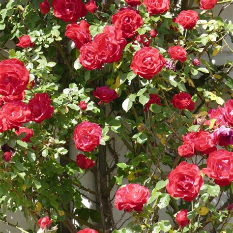 Buy Climbing Plants In Suffolk At Woolpit Nurseries | Woolpit Nurseries ...