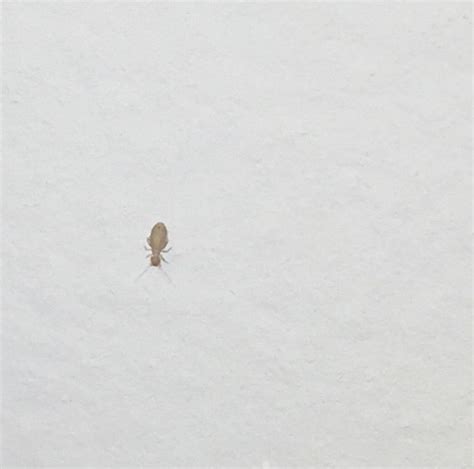 Image result for Springtail vs Termite