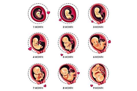 十月怀胎有多辛苦，10张图带你了解“孕育全过程”，生命好神奇-搜狐大视野-搜狐新闻