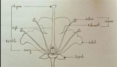 Describe the structure of typical flower with digram - Brainly.in