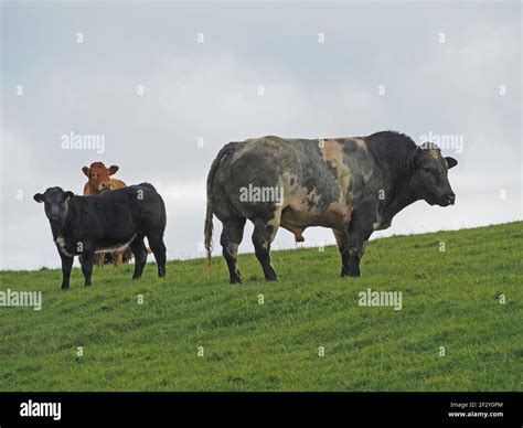 Belgian blue cattle hi-res stock photography and images - Alamy