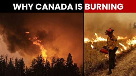 Canada Wildfire | What's causing forest fires in Canada - India Today