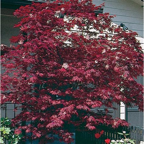 Lowe's 15-Gallons Red Shade Assorted Upright Japanese Maple In Pot ...