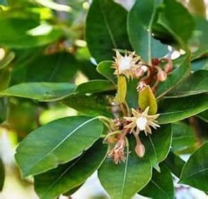 Original Bakul Flower Plant Mimusops Elengi Bokul Live Tree for Home ...