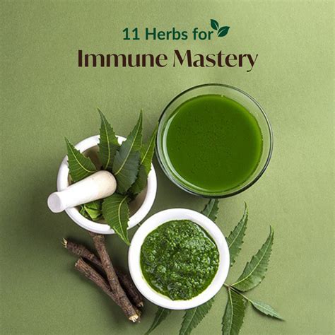 Immune Boosting Herbs - Check out 11 Immune Boosting Herbs | Nestasia
