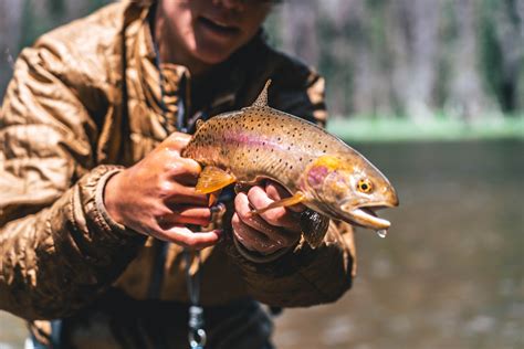 Image result for API Testing Cheat Sheet PDF