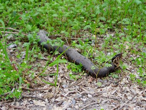 Illinois Botanizer: The Venomous Snakes of Illinois