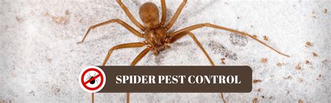 Pest Control For Spiders | Pest Control Services In Gurgaon