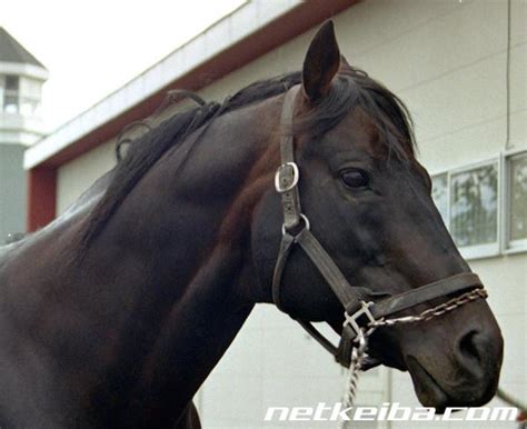 Russian Roubles All Progeny | Horse Profile - netkeiba