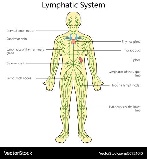 Image result for The Structure Lymphatic System