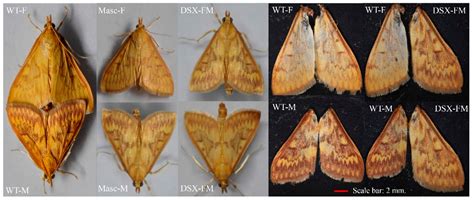 Masculinizer and Doublesex as Key Factors Regulate Sexual Dimorphism in ...