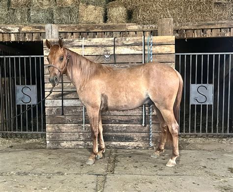 Red Dun Quarter Horse Stallion