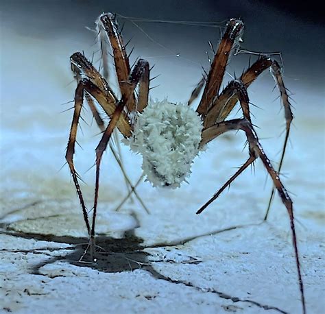 What Are Zombie Spiders