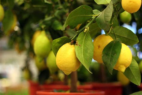 Image result for Full-Grown Lemon Tree