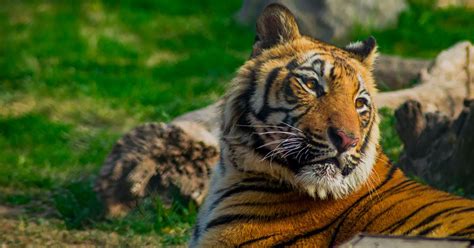 Interview: South Asia needs a regional plan to sustain the Bengal tiger ...