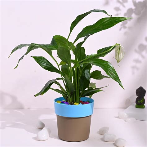 The Piante Indoor Airpurifying Flowering Peace Lily Plant In Blue Ring ...