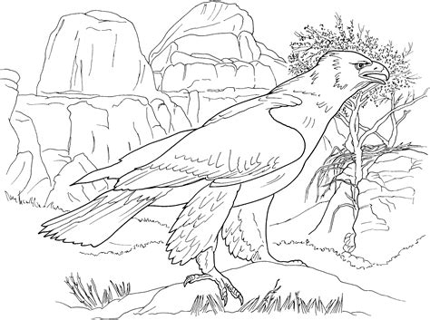 Free Eagle Coloring Pages