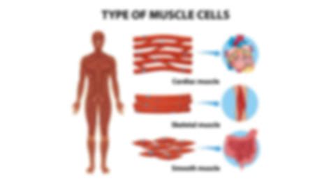SOLUTION: Muscle tissue classification - Studypool