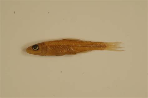 Notropis buccatus | FWS.gov