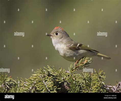Ruby-crowned Kinglet, Regulus calendula, singing, on a spruce tree in Saskatchewan Stock Photo ...