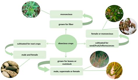 Sex Chromosomes and Sex Determination in Dioecious Agricultural Plants