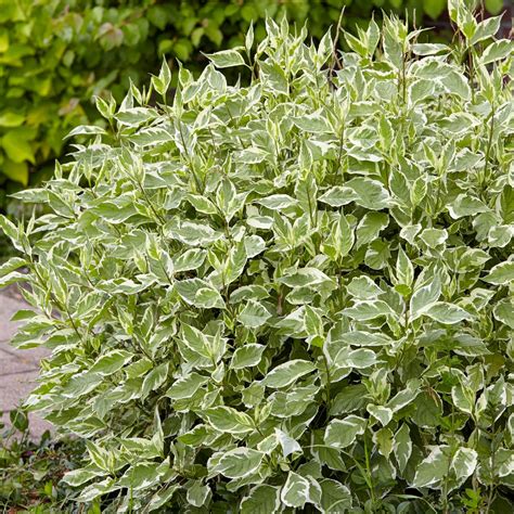 Dogwood Shrub Varieties